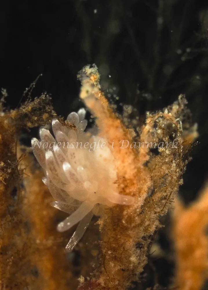 Cuthonella concinna - Ammoniakhavnen - Foto: Dave Holland