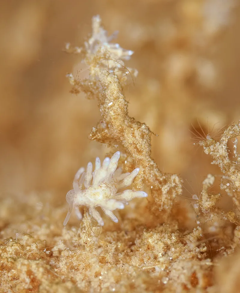 Eubranchus rupium - Munkholmbroen - Foto: Dave Holland