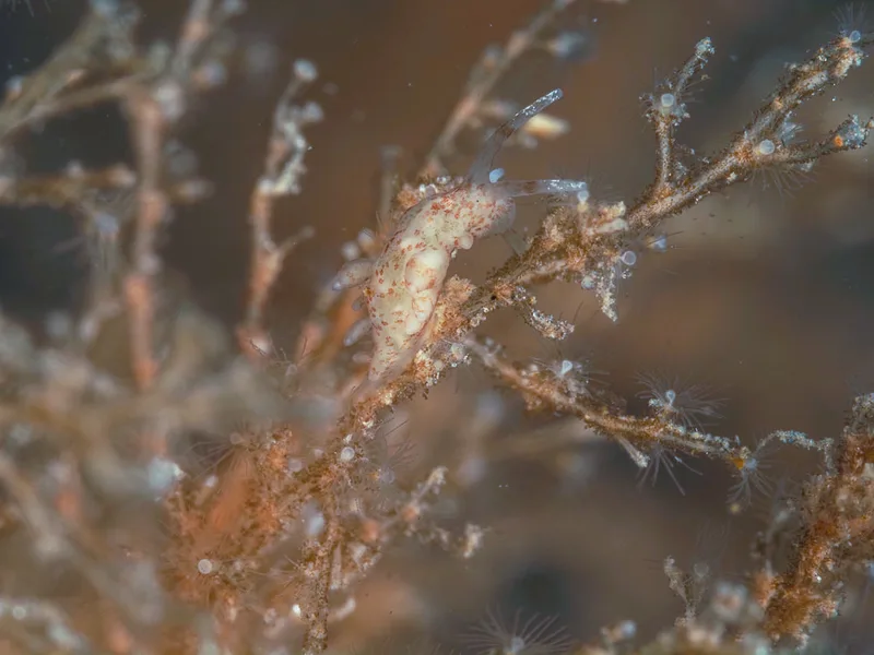 Eubranchus rupium - Munkholmbroen - Foto: Dave Holland