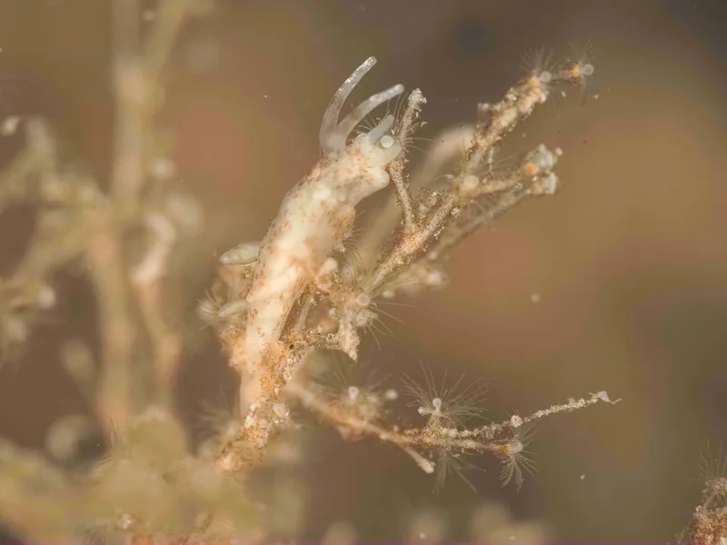 Eubranchus rupium - Munkholmbroen - Foto: Dave Holland