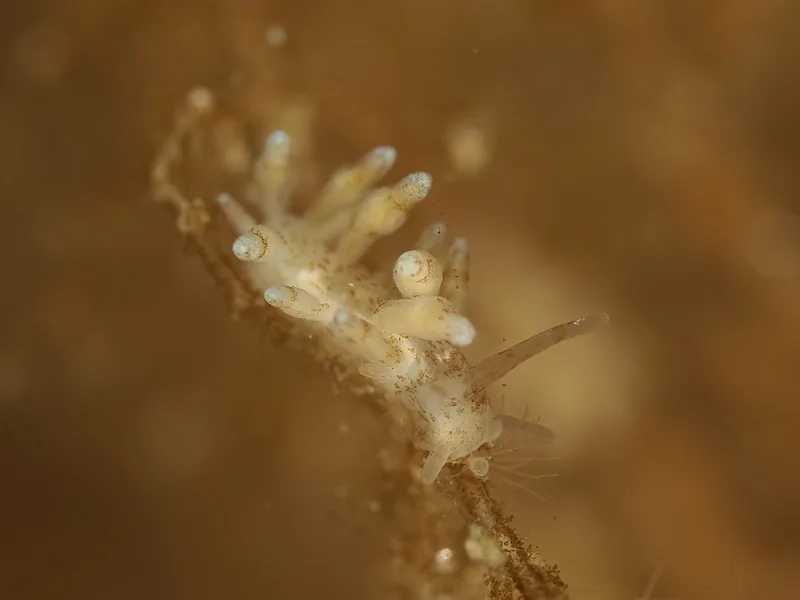 Eubranchus rupium - Munkholmbroen - Foto: Dave Holland