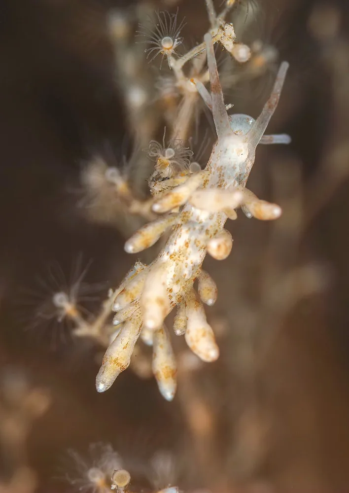 Eubranchus rupium - Munkholmbroen - Foto: Dave Holland