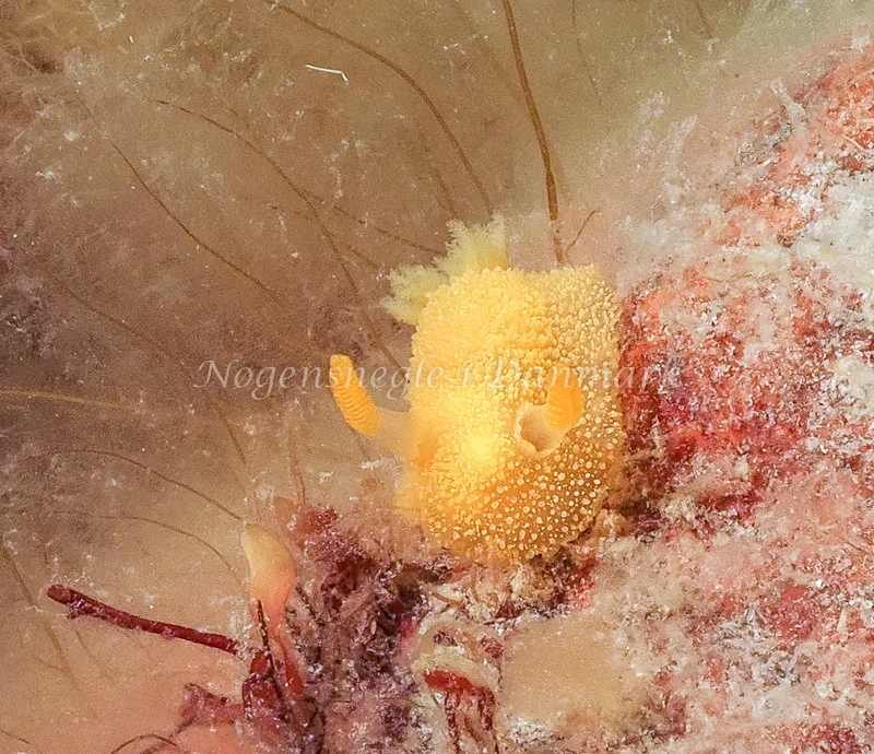 Acanthodoris pilosa - Tisvildeleje - Foto: Dave Holland