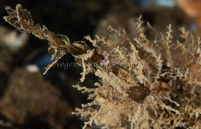 Eubranchus exiguus - Lyngsbo Strand - Foto: Pernille Køjborg