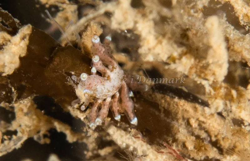 Eubranchus exiguus - Lyngsbo Strand - Foto: Pernille Køjborg