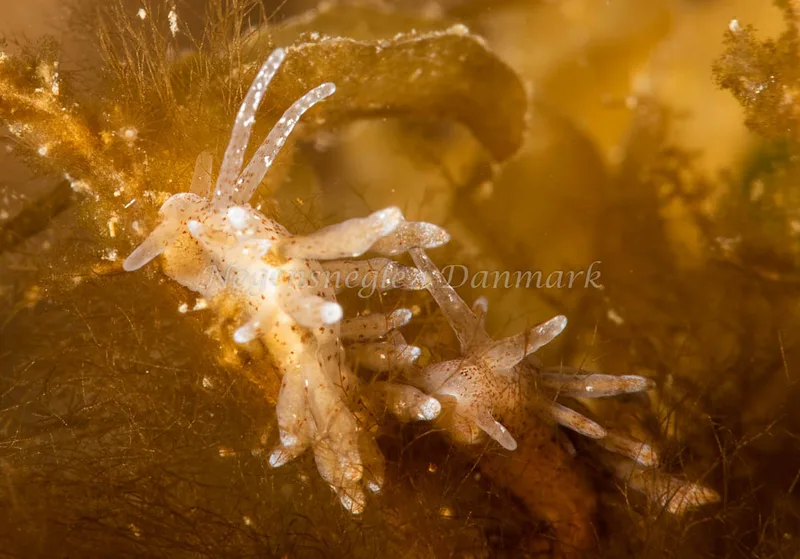 Eubranchus rupium - Ammoniakhavnen - Foto: Pernille Køjborg