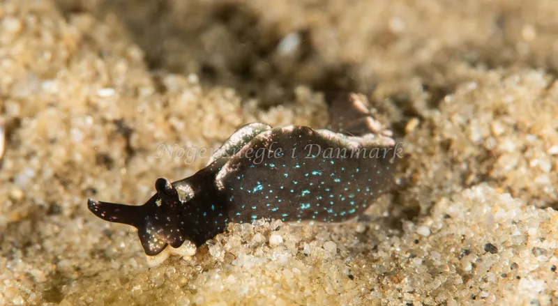 Elysia viridis - Ammoniakhavnen - Foto: Pernille Køjborg