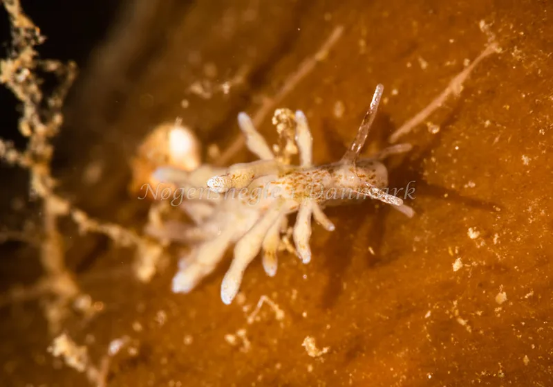 Eubranchus rupium - Ammoniakhavnen - Foto: Pernille Køjborg