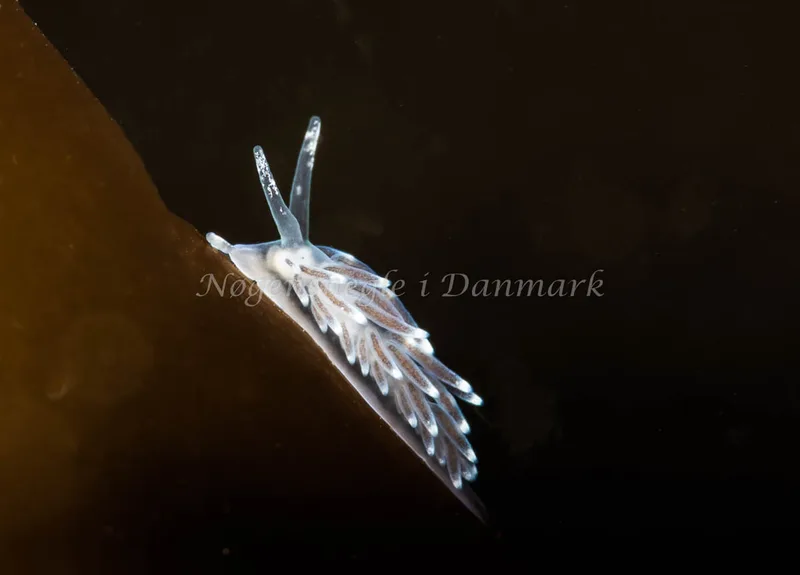Cuthonella concinna - Ammoniakhavnen - Foto: Pernille Køjborg