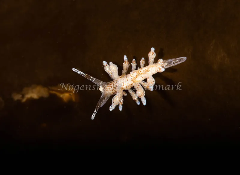 Eubranchus rupium - Ammoniakhavnen - Foto: Pernille Køjborg