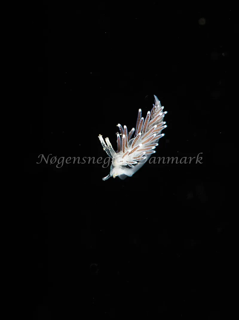 Cuthonella concinna - Ammoniakhavnen - Foto: Pernille Køjborg