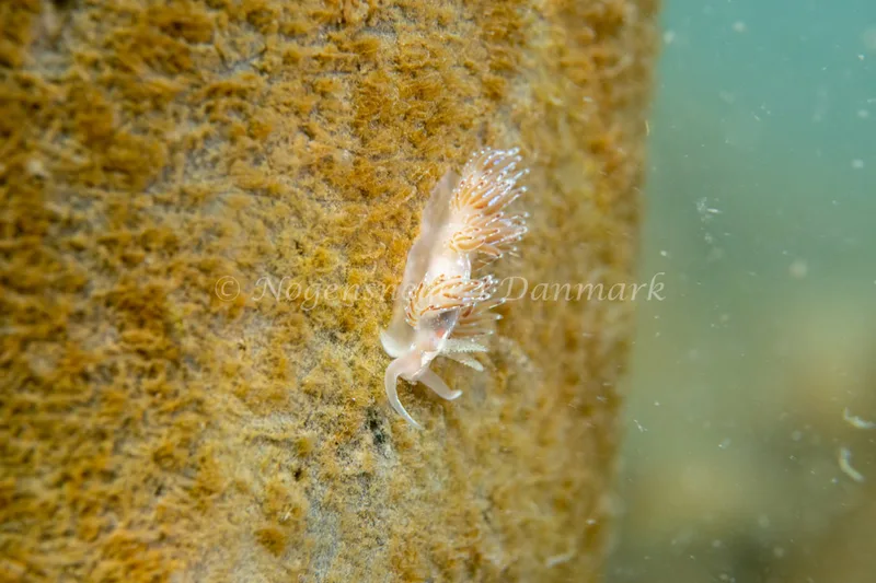 Facelina auriculata - Lønstrup - Foto: Lars Nedergaard