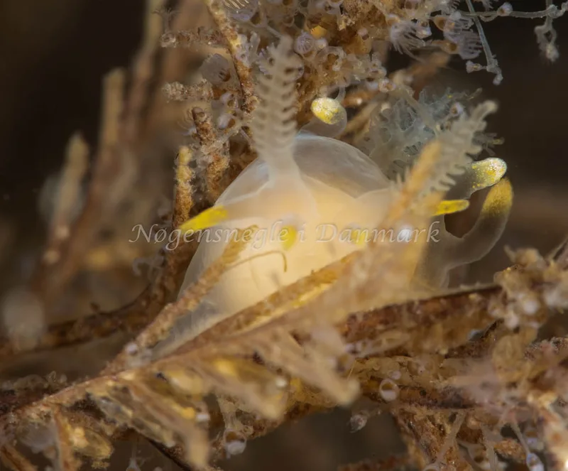 Ancula gibbosa - Ammoniakhavnen - Foto: Pernille Køjborg