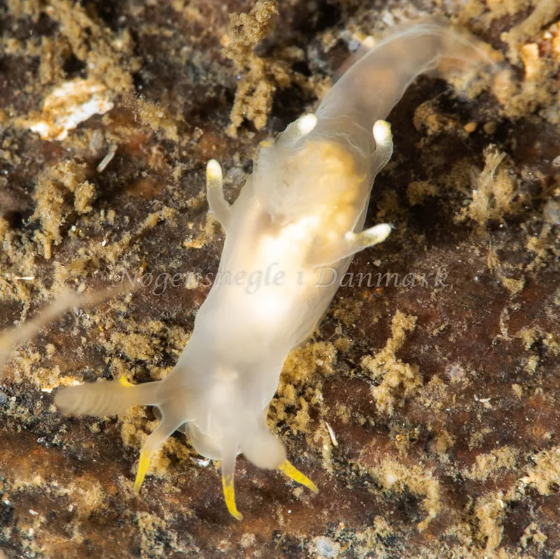 Ancula gibbosa - Ammoniakhavnen - Foto: Pernille Køjborg