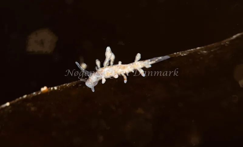 Eubranchus rupium - Ammoniakhavnen - Foto: Pernille Køjborg