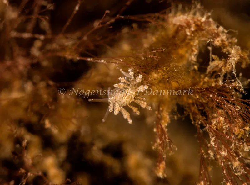 Eubranchus exiguus - Ammoniakhavnen - Foto: Henrik Obsen