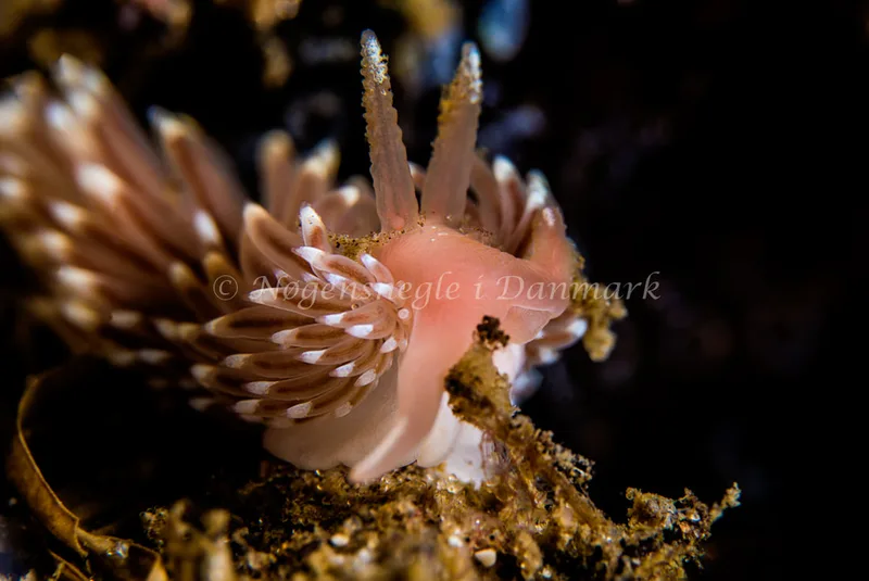 Facelina bostoniensis - Natomolen, Femmøller Strand - Foto: Henrik Obsen