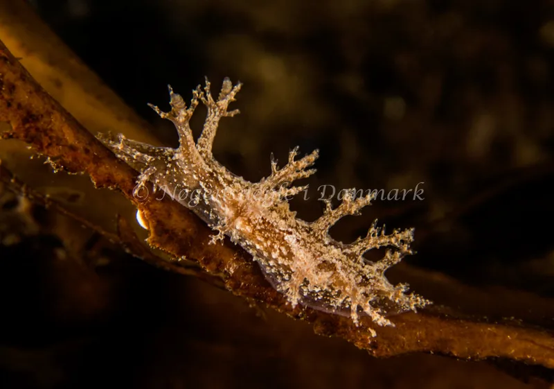 Dendronotus frondosus - Natomolen, Femmøller Strand - Foto: Henrik Obsen