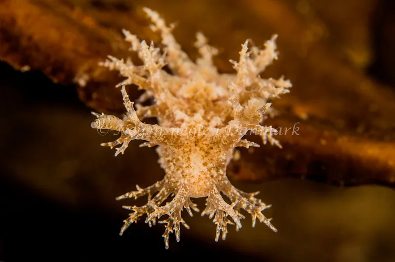 Dendronotus frondosus - Natomolen, Femmøller Strand - Foto: Henrik Obsen