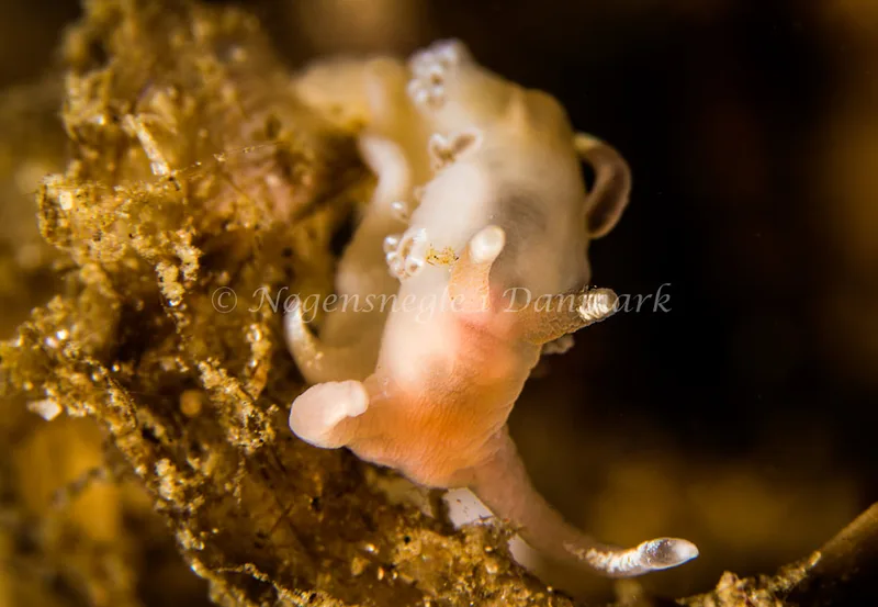 Facelina cf bostoniensis - Natomolen, Femmøller Strand - Foto: Henrik Obsen