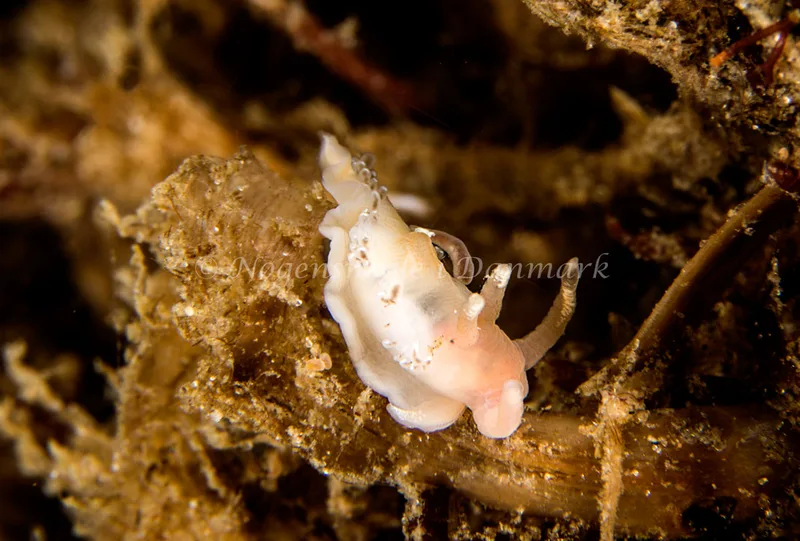 Facelina cf bostoniensis - Natomolen, Femmøller Strand - Foto: Henrik Obsen