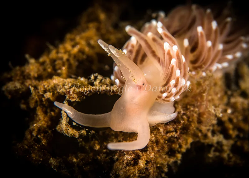 Facelina cf bostoniensis - Natomolen, Femmøller Strand - Foto: Henrik Obsen