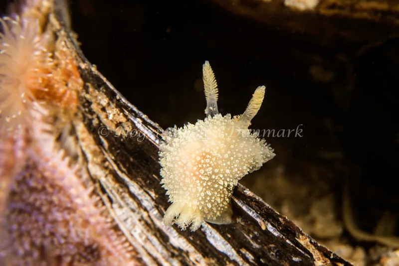 Acanthodoris pilosa - Natomolen, Femmøller Strand - Foto: Henrik Obsen