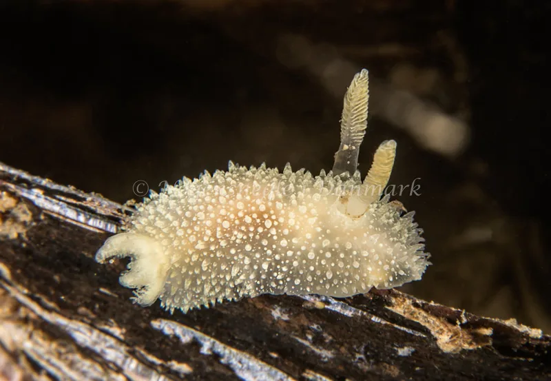 Acanthodoris pilosa - Natomolen, Femmøller Strand - Foto: Henrik Obsen