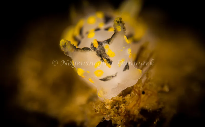 Polycera quadrilineata - Natomolen, Femmøller Strand - Foto: Henrik Obsen