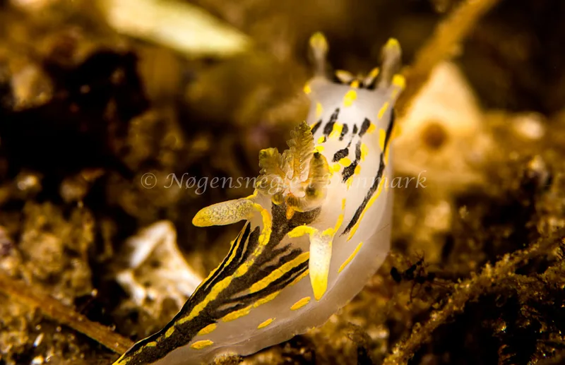 Polycera quadrilineata - Natomolen, Femmøller Strand - Foto: Henrik Obsen