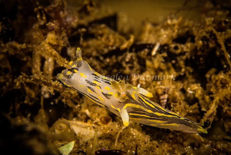 Polycera quadrilineata - Natomolen, Femmøller Strand - Foto: Henrik Obsen