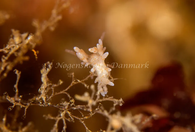 Eubranchus rupium - Natomolen - Foto: Henrik Obsen