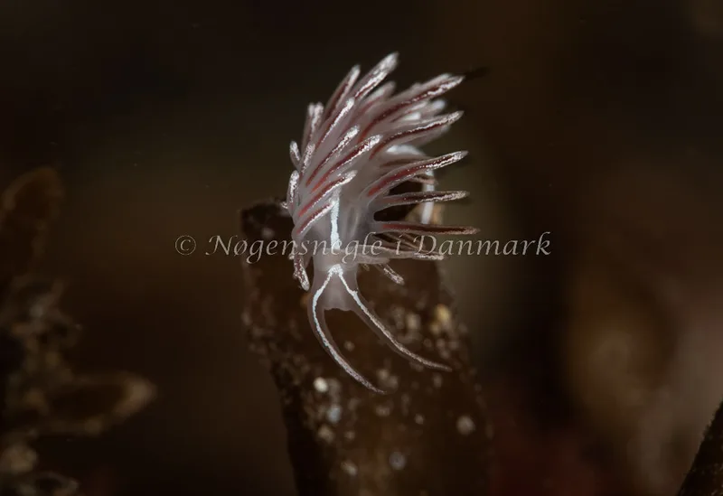 Coryphella monicae - Ammoniakhavnen - Foto: Pernille Køjborg