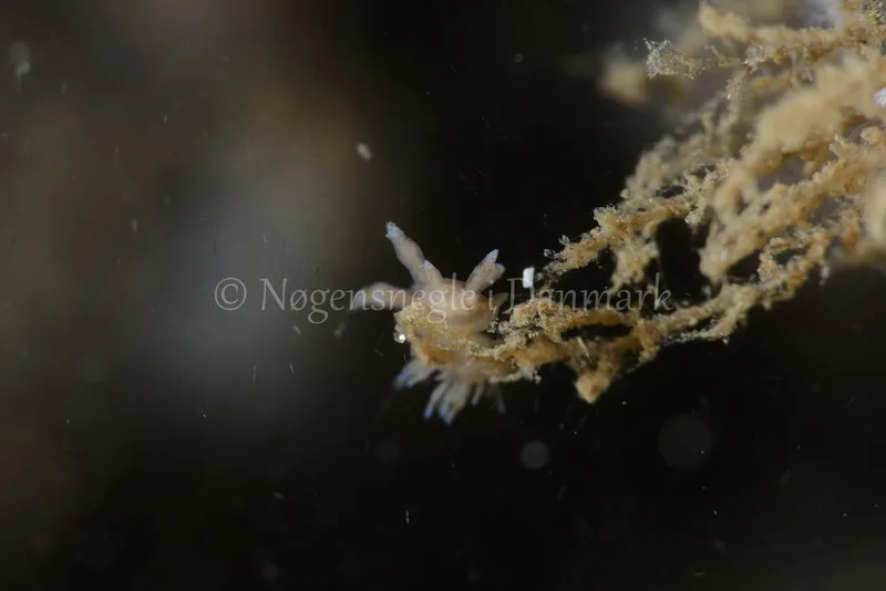 Eubranchus rupium - Søbadet - Foto: Allan Olivarius