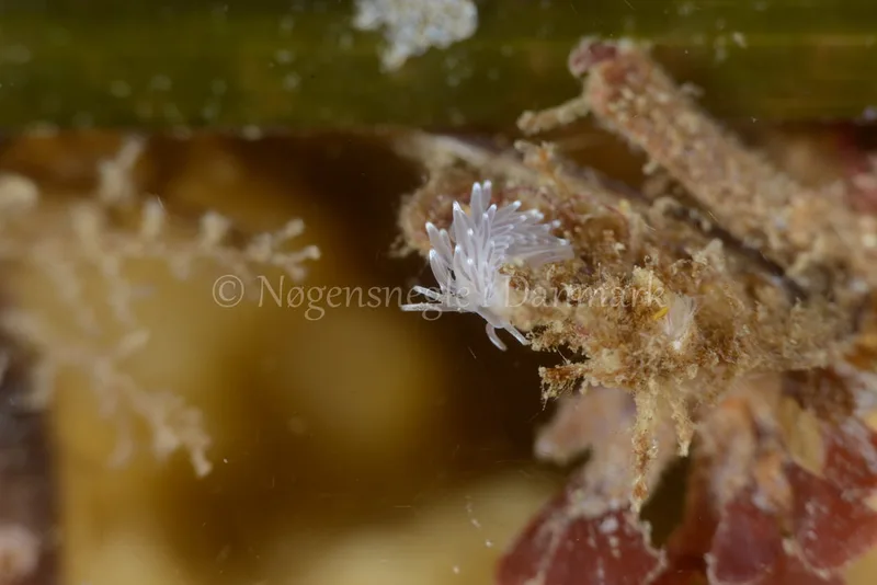 Cuthonella concinna - Søbadet - Foto: Allan Olivarius