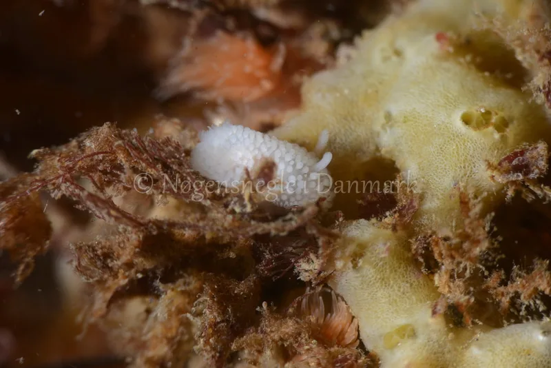 Onchidoris muricata - Søbadet  - Foto: Allan Olivarius