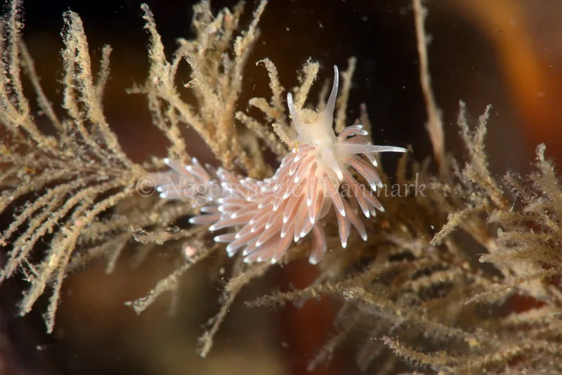 Cuthonella concinna - Ammoniakhavnen  - Foto: Allan Olivarius