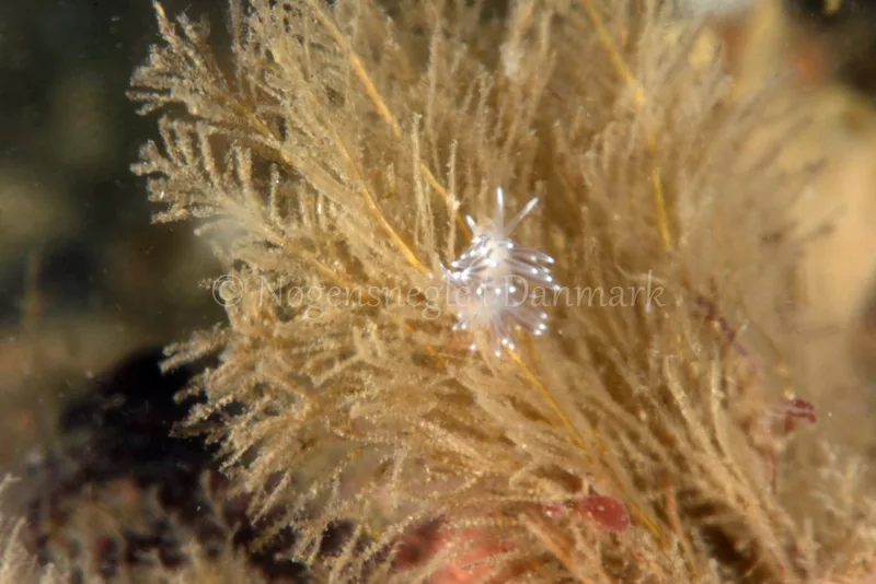 Cuthonella concinna - Ammoniakhavnen  - Foto: Allan Olivarius