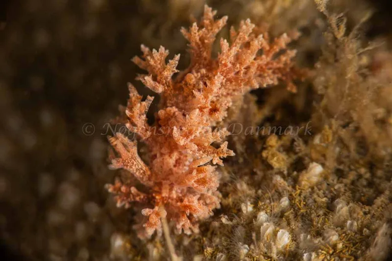 Dendronotus frondosus - Ammoniakhavnen - Foto: Pernille Køjborg