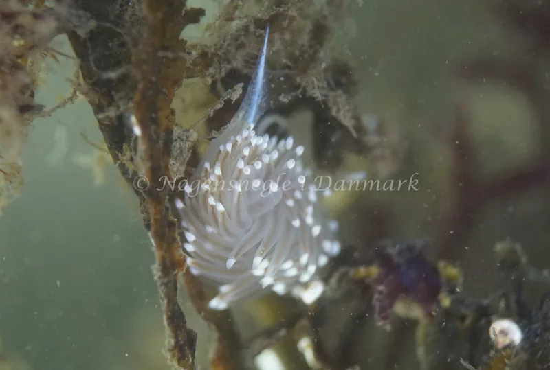 Facelina bostoniensis - Lyngs Odde - Foto: Poul Rossen