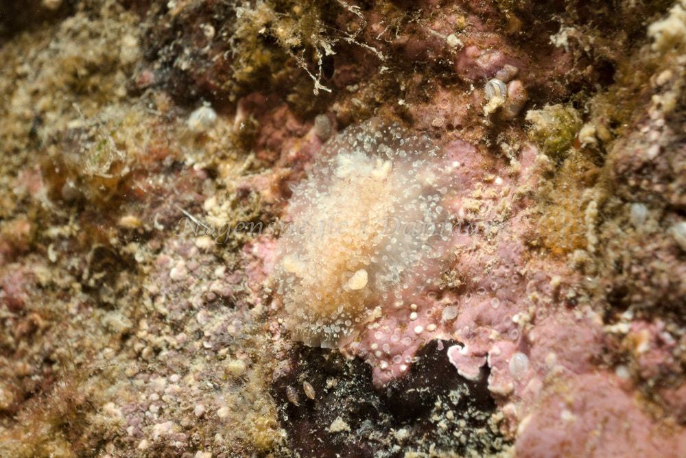 Acanthodoris pilosa - Molslinjen Mole, Aarhus - Foto: Klaus Kevin Kristensen