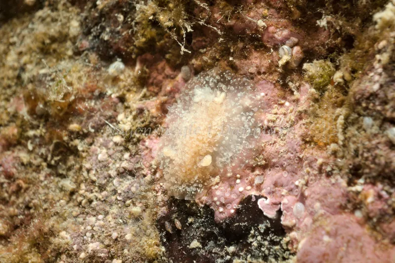 Acanthodoris pilosa - Molslinjen Mole, Aarhus - Foto: Klaus Kevin Kristensen