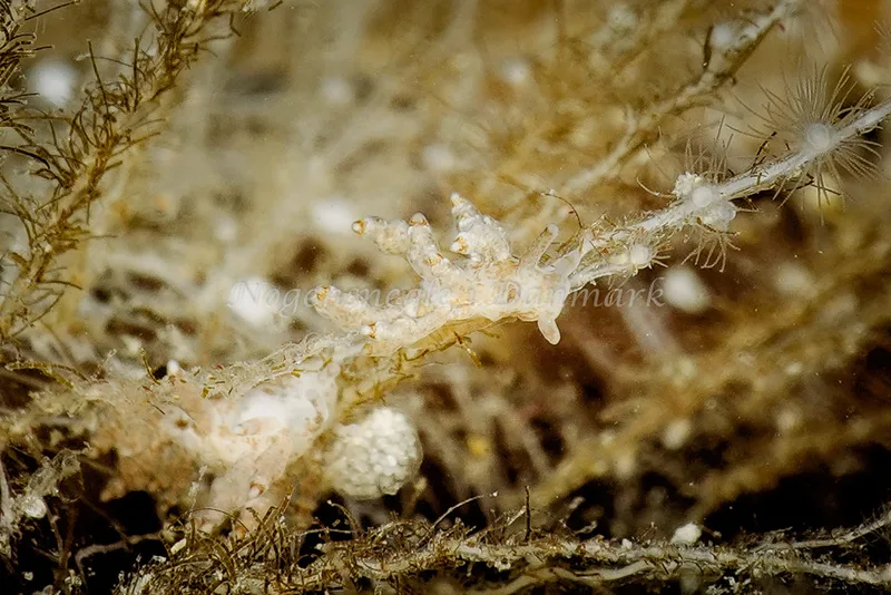 Eubranchus exiguus - Molslinjen Mole, Aarhus - Foto: Klaus Kevin Kristensen