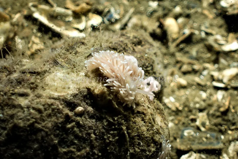 Cuthona nana - Prammen, Aarhusbugten - Foto: Klaus Kevin Kristensen