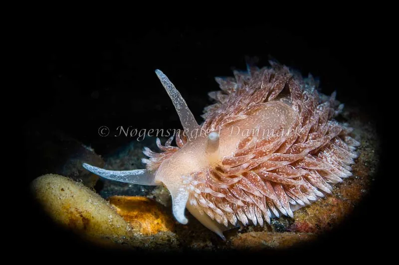 Aeolidia papillosa - Aarhus Ø, Havn - Foto: Henrik Obsen