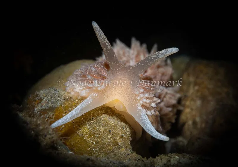 Aeolidia papillosa - Aarhus Ø, Havn - Foto: Henrik Obsen
