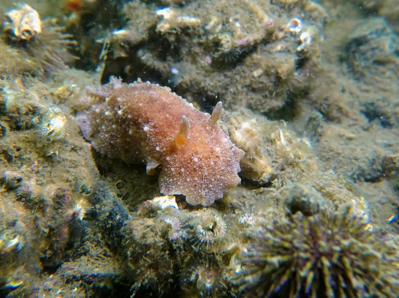 Geitodoris planata