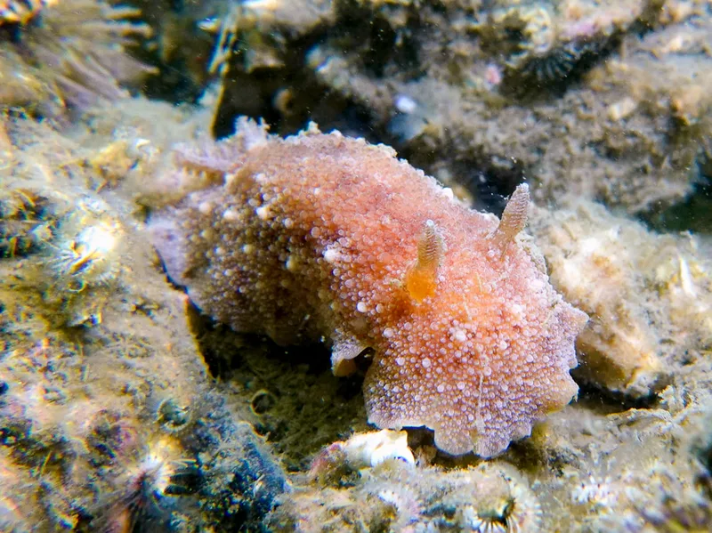 Geitodoris planata - Salling Aqua Park - Foto: Klaus Kevin Kristensen