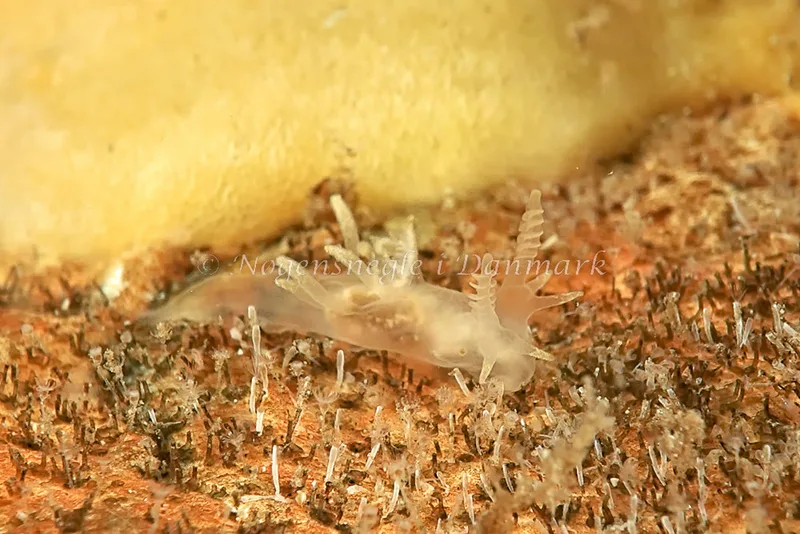 Ancula gibbosa - Søbadet - Foto: Klaus Kevin Kristensen
