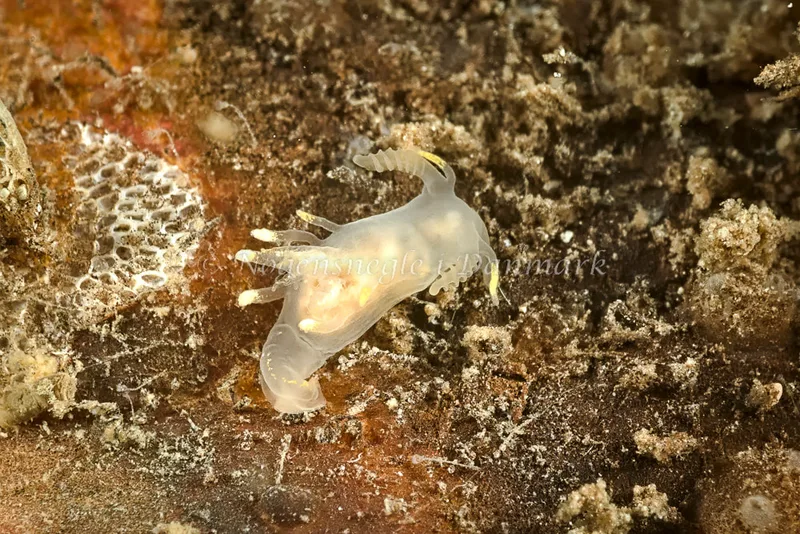 Ancula gibbosa - Ammoniakhavnen - Foto: Klaus Kevin Kristensen
